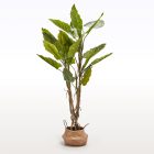 TREE STERLICJA 190